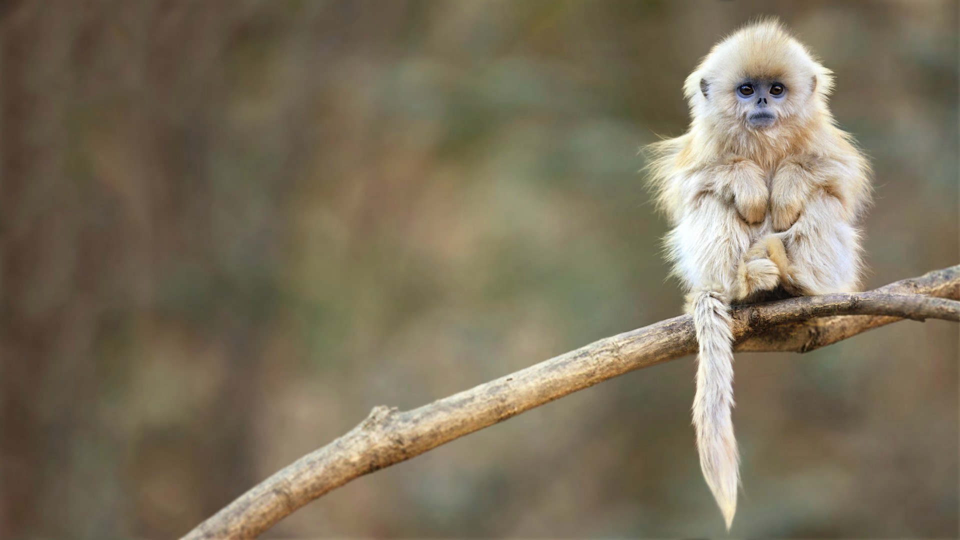 Snub Nosed Monkey - HD Wallpaper 
