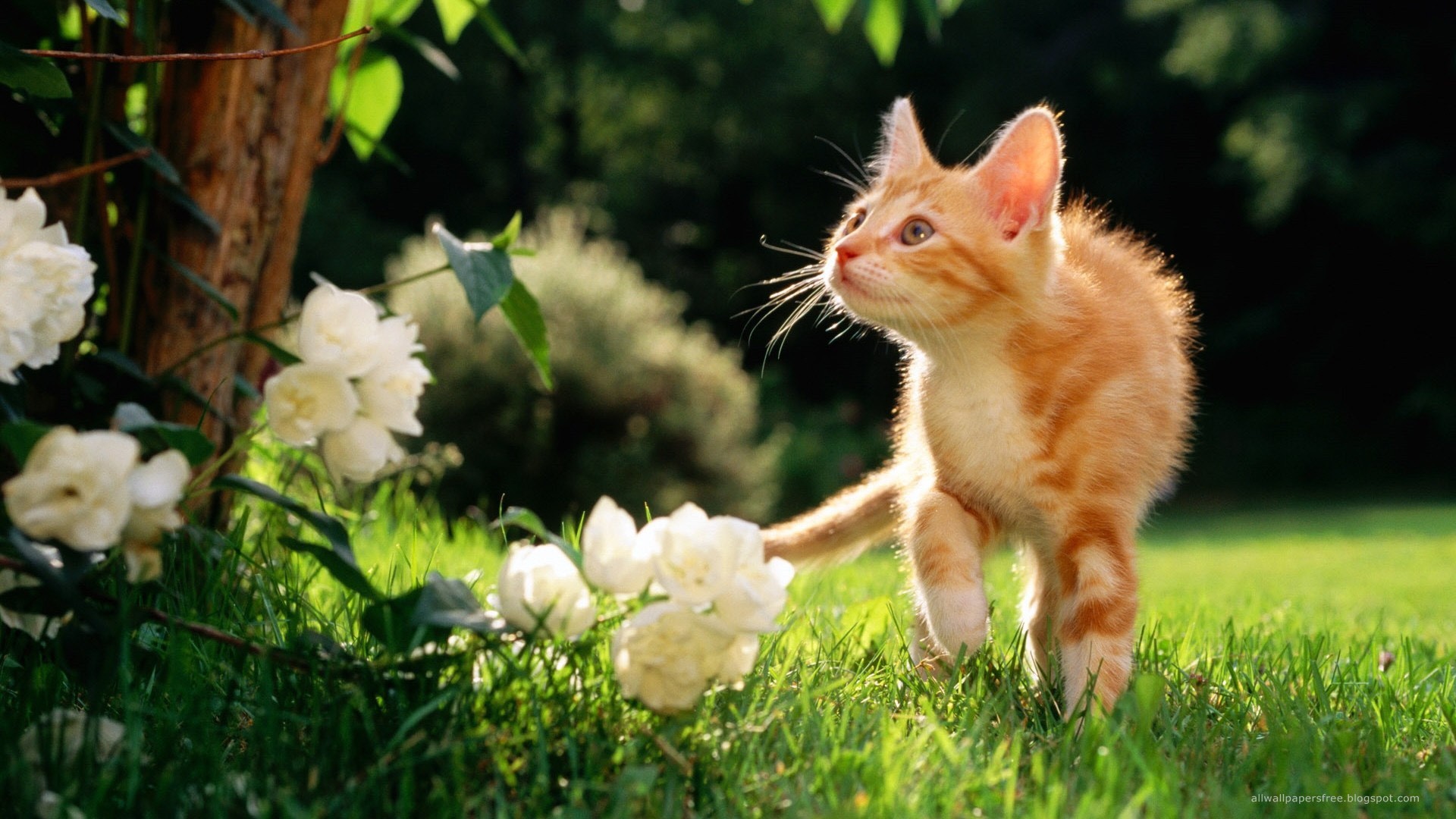 Spring Animals - HD Wallpaper 