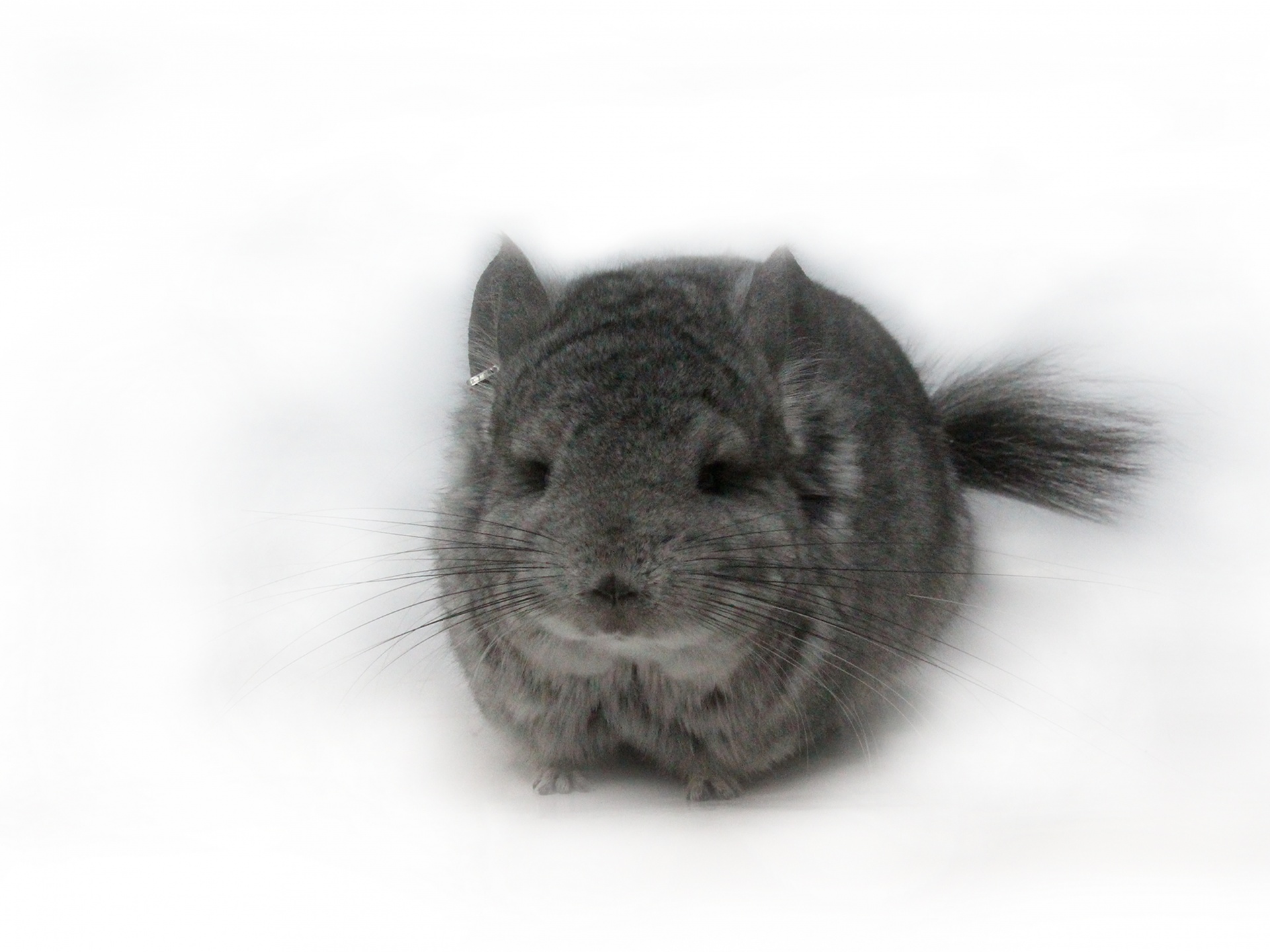 Pictures, Free Photos, Free Images, Royalty Free, Free - Degu - HD Wallpaper 