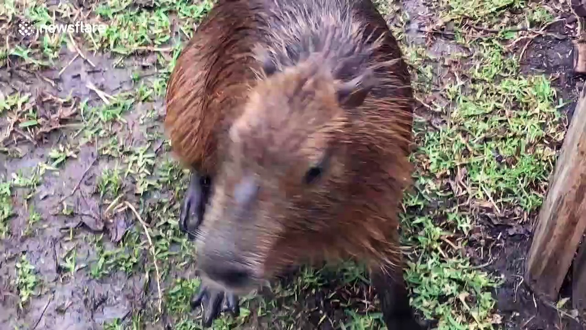 Capybara - HD Wallpaper 
