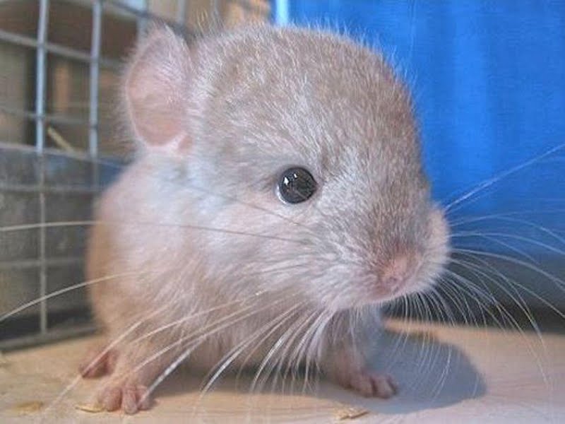 Chinchilla Baby Wallpaper - Cute White Mouse - HD Wallpaper 