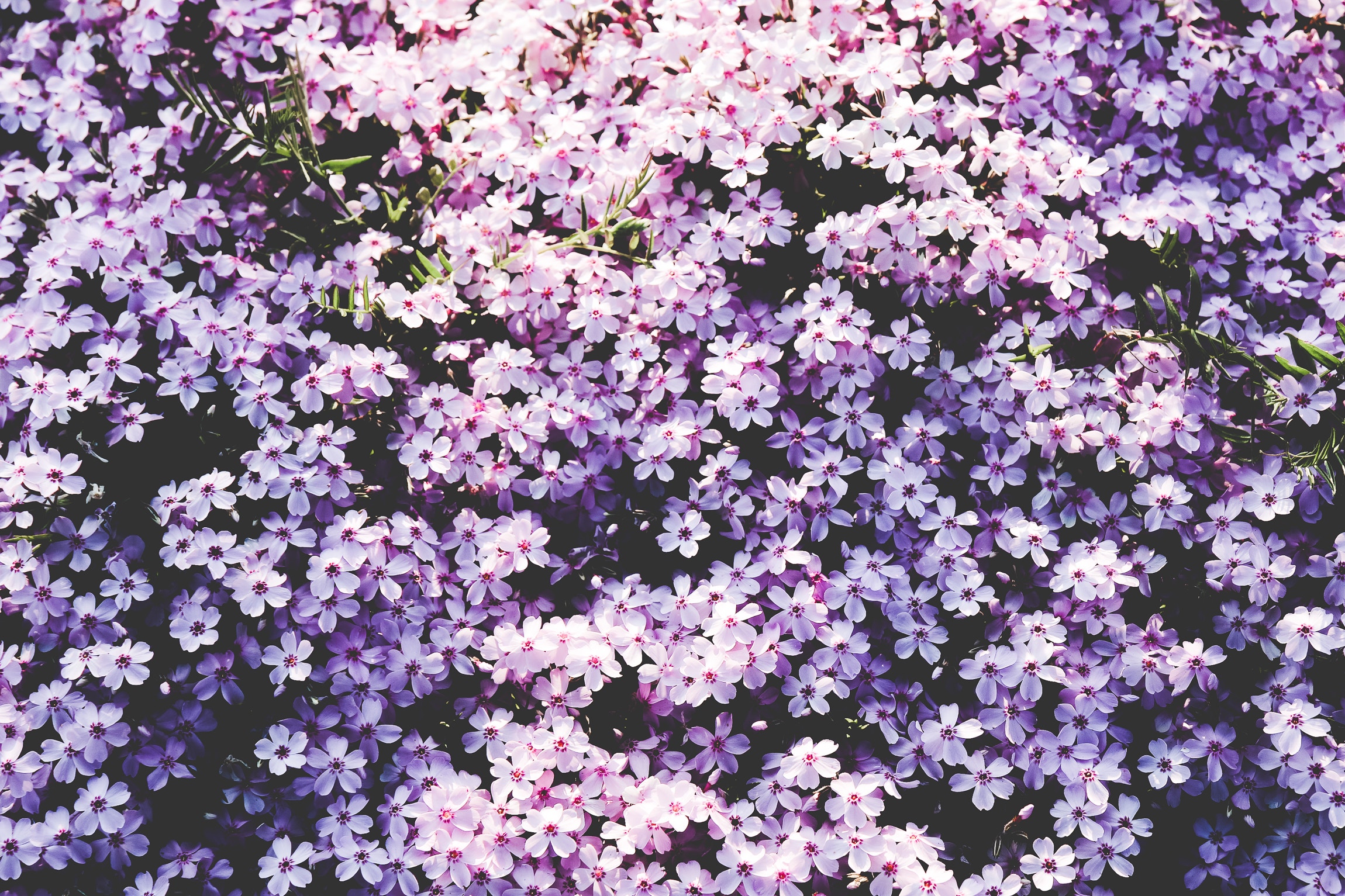 Wallpaper Flowers, Lilac, Glade - Фон Цветы - HD Wallpaper 