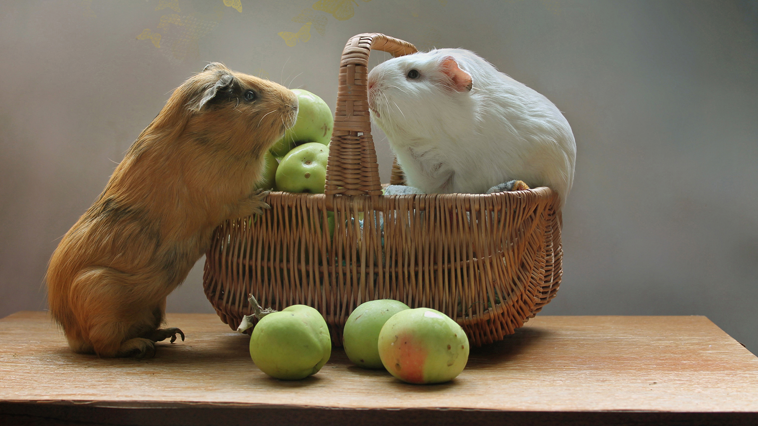 Guinea Pig - HD Wallpaper 