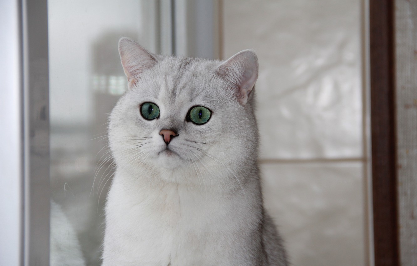 Photo Wallpaper Cat, Window, Green Eyes, British Chinchilla - British Short Hair White - HD Wallpaper 