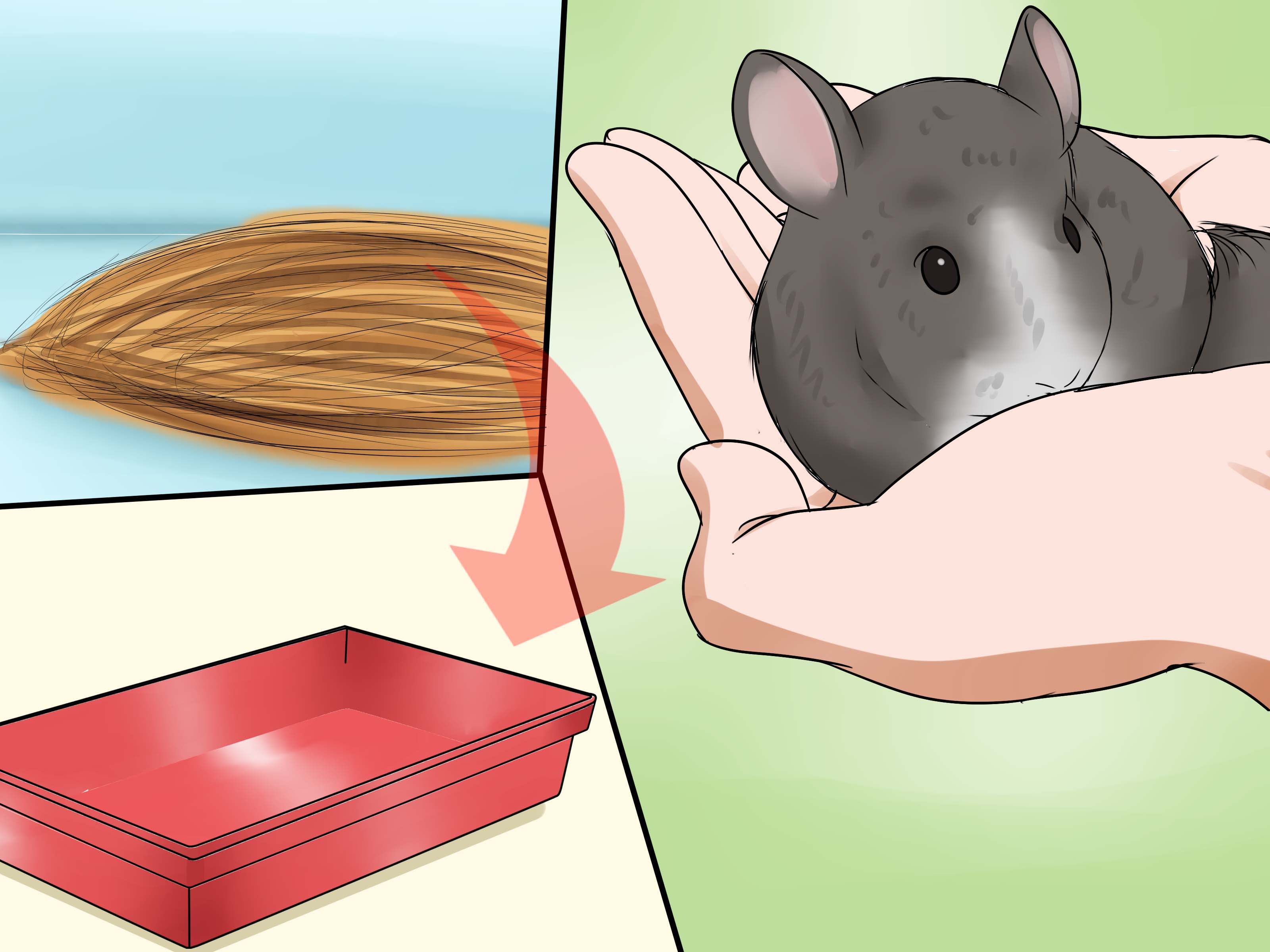 Image Titled Potty Train A Chinchilla Step - Litter Train A Chinchilla - HD Wallpaper 