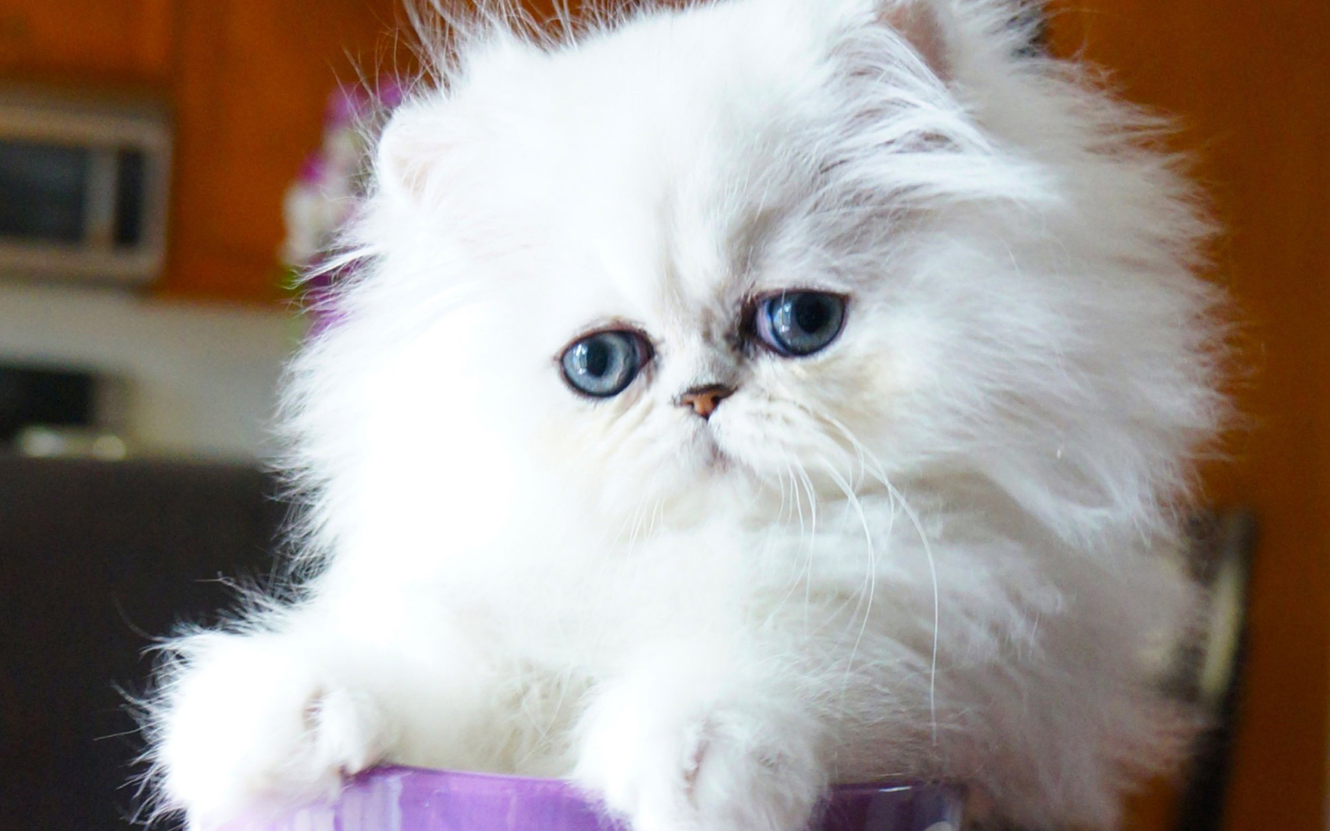 Chinchilla Silver Persian Cat, Kitten, White Cat, Pets, - Perser Chinchilla Kitten - HD Wallpaper 