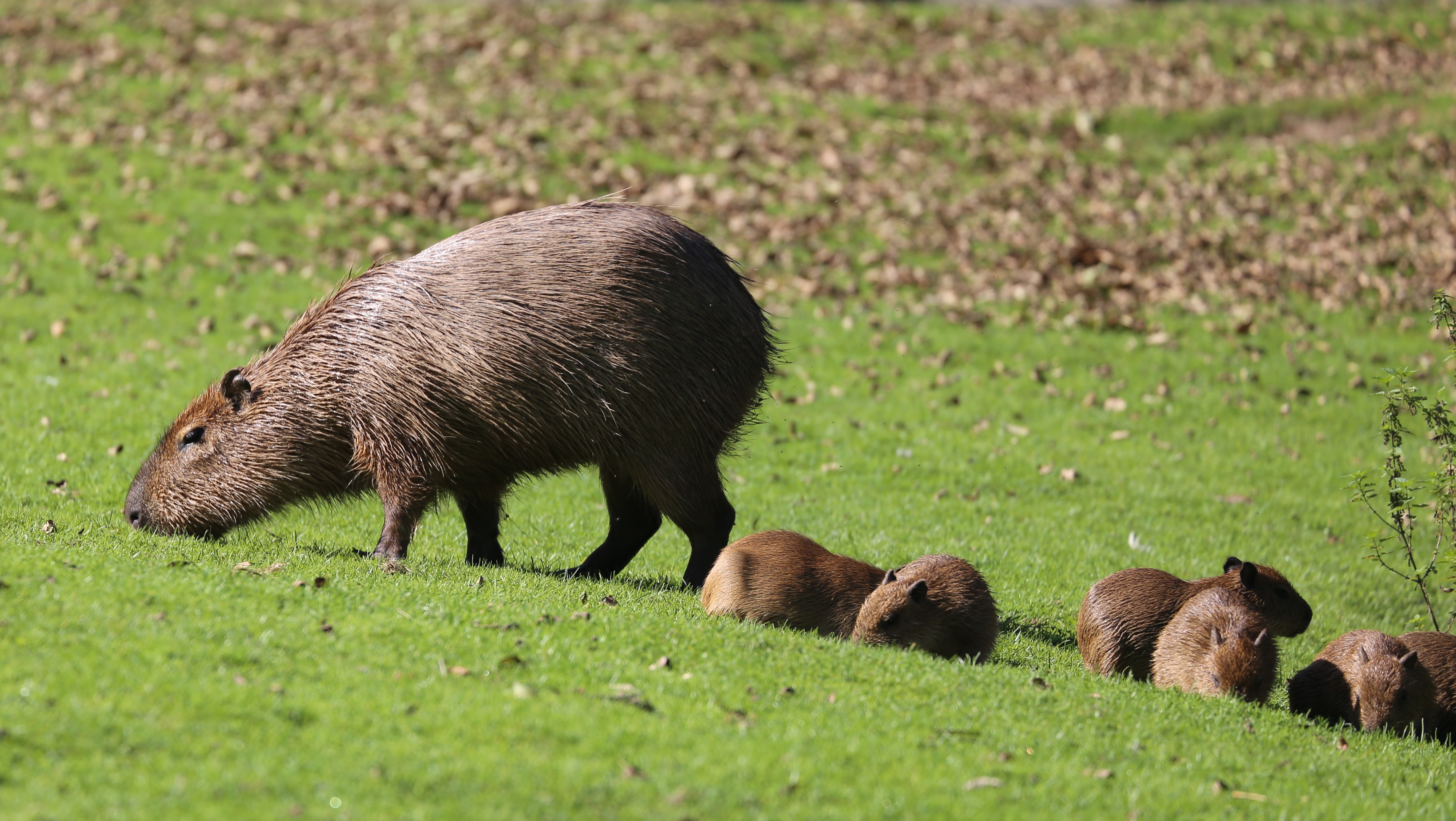 Capybara Full Hd - Grazing - HD Wallpaper 