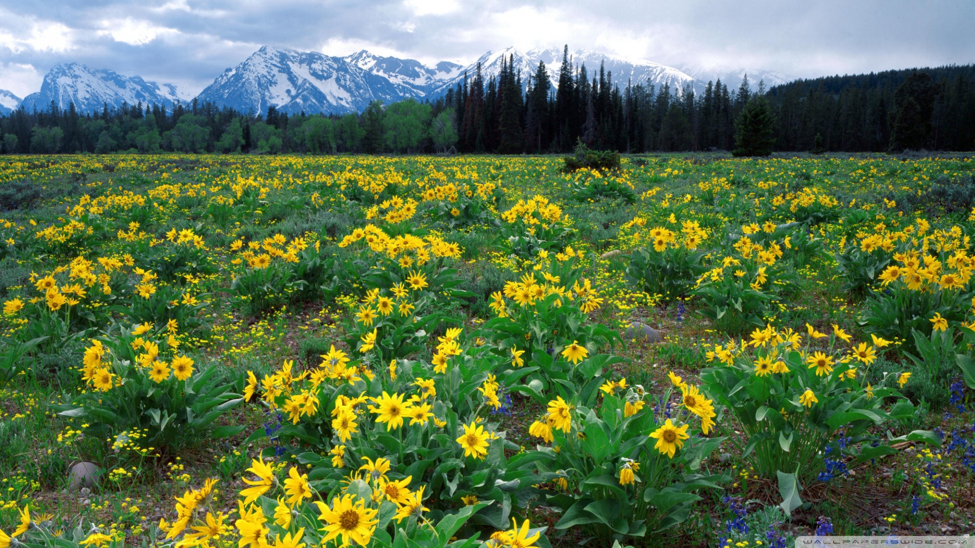 Field Of Arrowleaf Balsamroot And The Teton Range Wyoming - Mountains And Yellow Flowers Hd Background Iphone - HD Wallpaper 