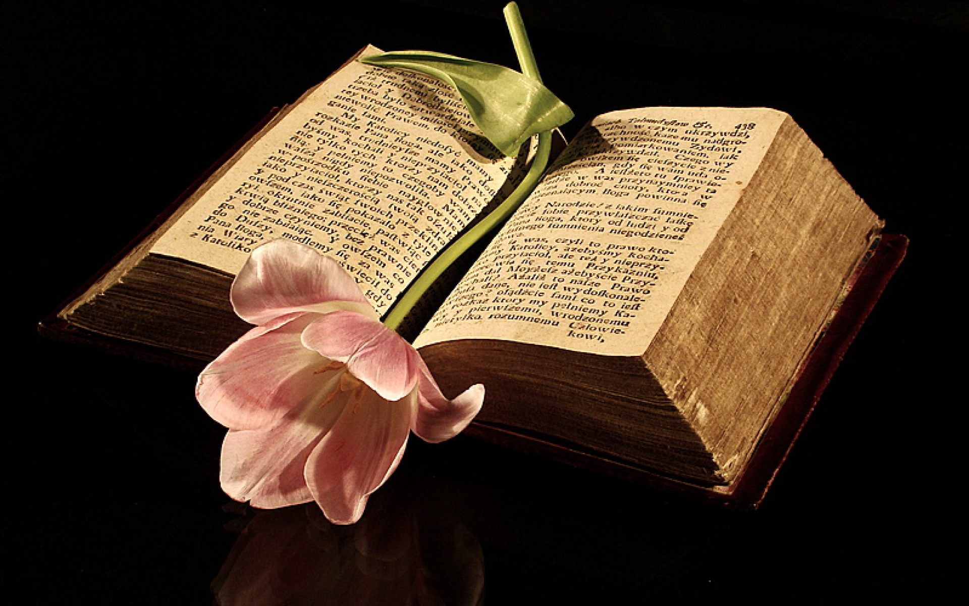 Artificial Flower - HD Wallpaper 