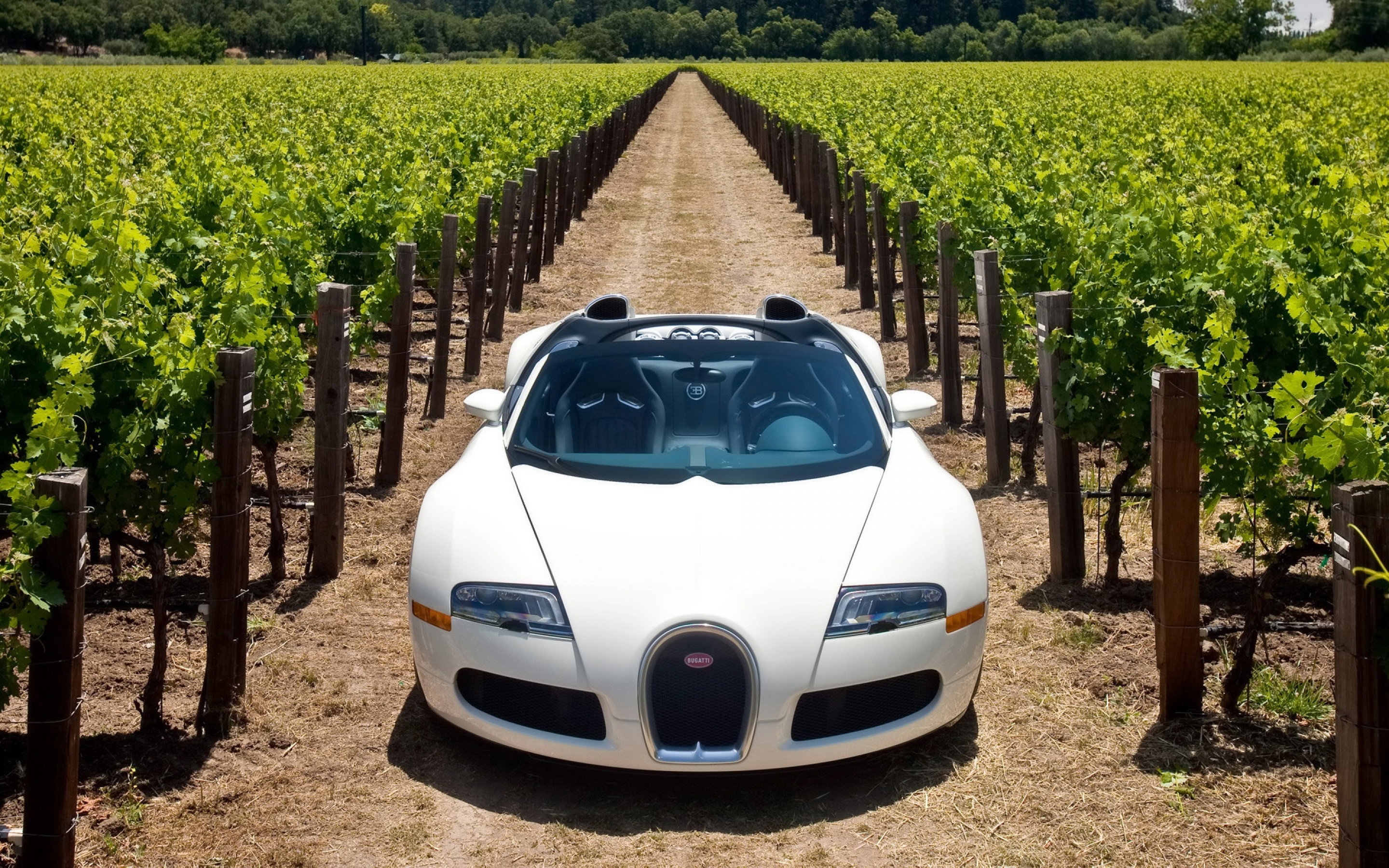 Bugatti Veyron 2010 - HD Wallpaper 