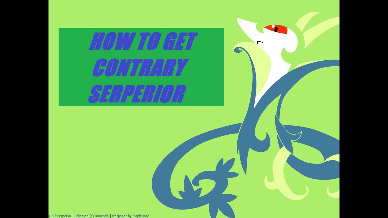 Pokemon Wallpaper Serperior - HD Wallpaper 
