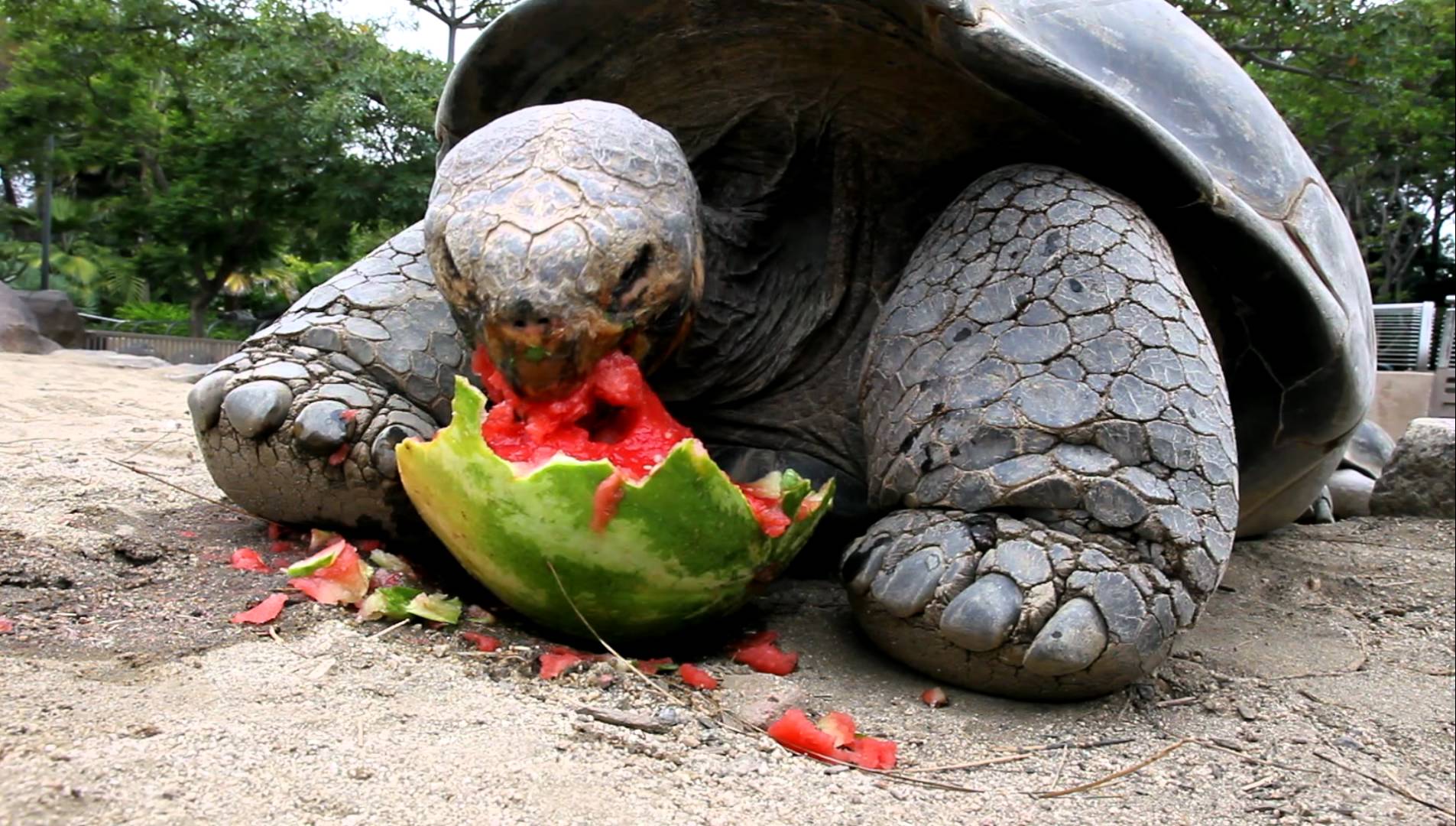 Tortoise Eating Watermelon - HD Wallpaper 