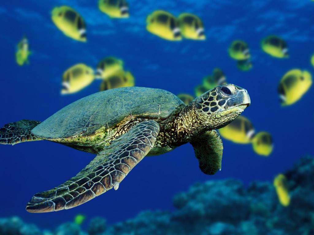 Turtle Wallpaper - Green Sea Turtle - HD Wallpaper 