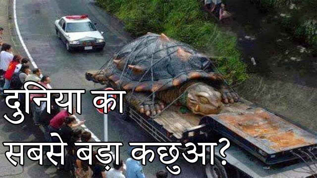 Abnormally Large Animals - HD Wallpaper 