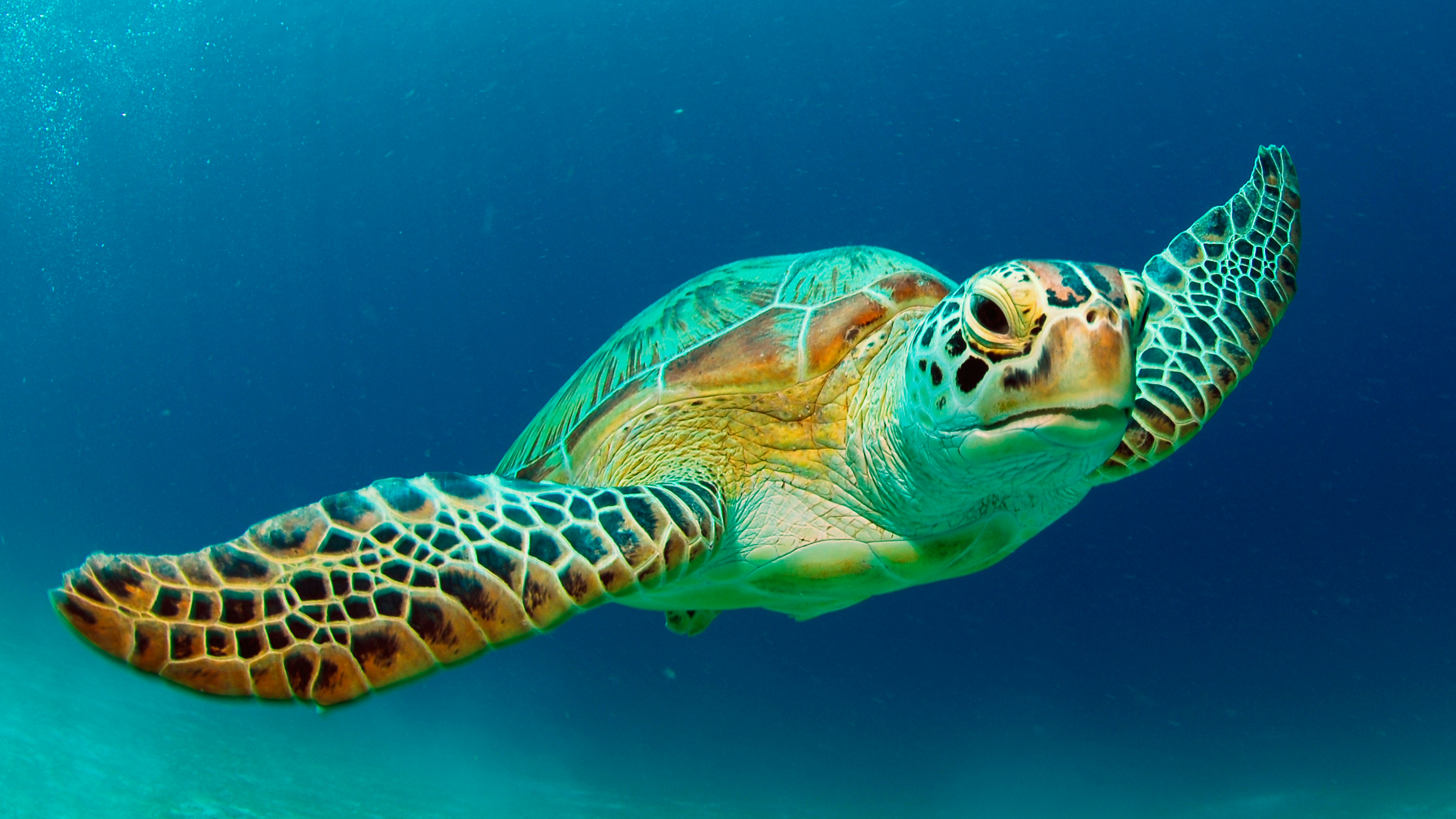 Long Do Turtles Live - HD Wallpaper 