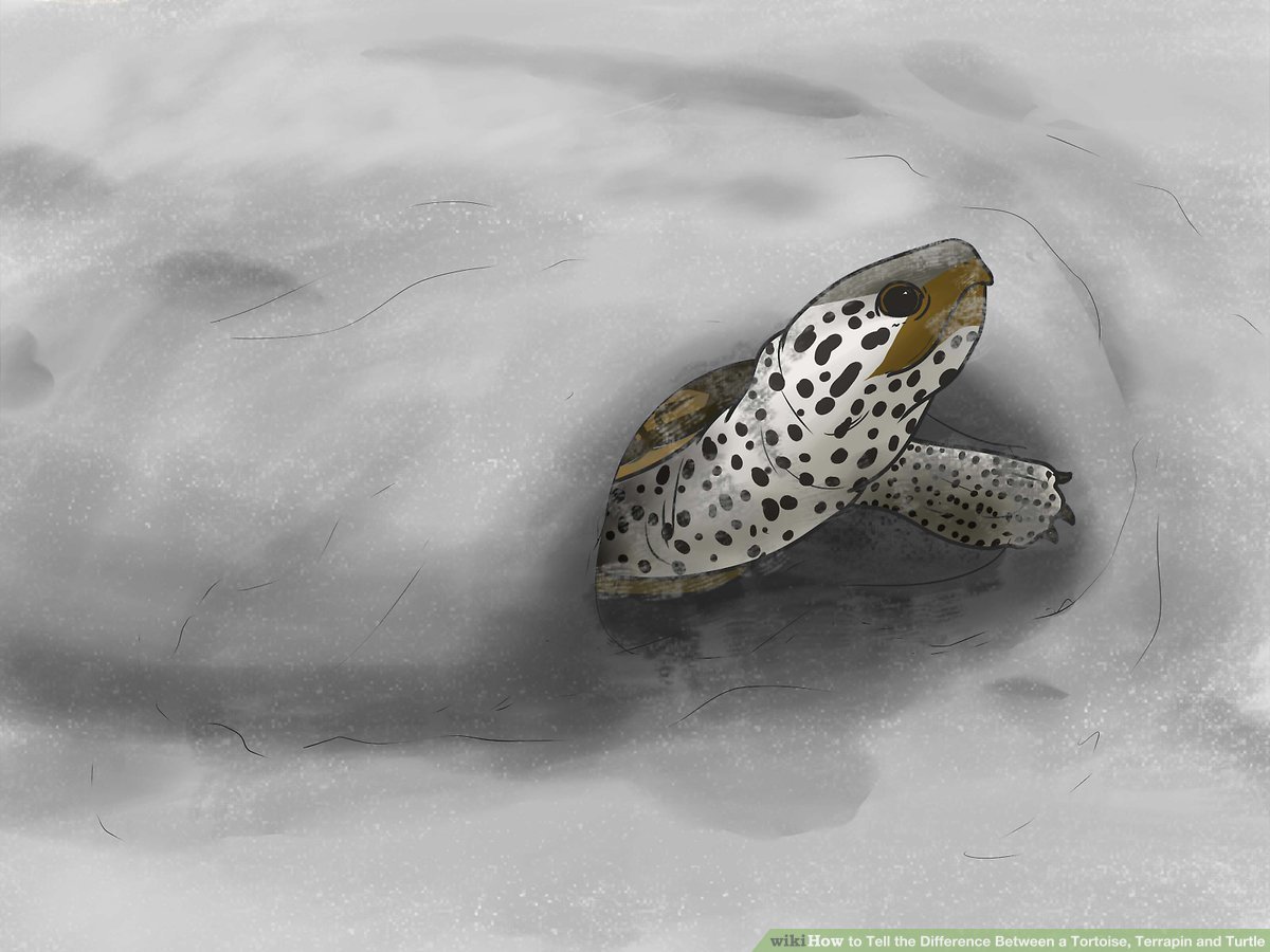 Difference Between Turtle And Tortoise In Hindi - HD Wallpaper 