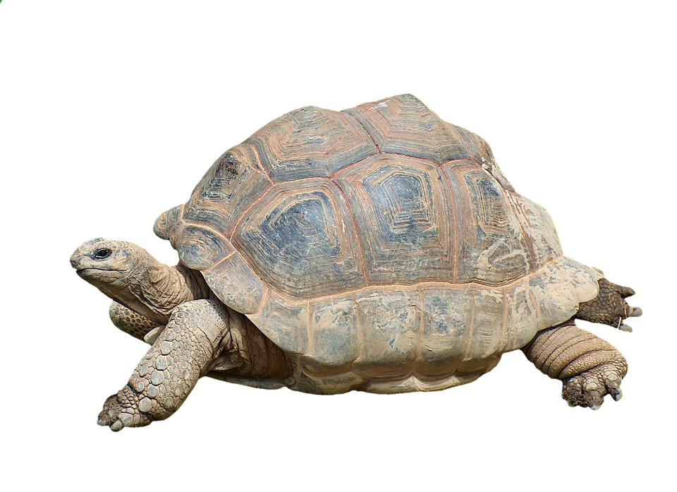 Turtle Tortoise - HD Wallpaper 
