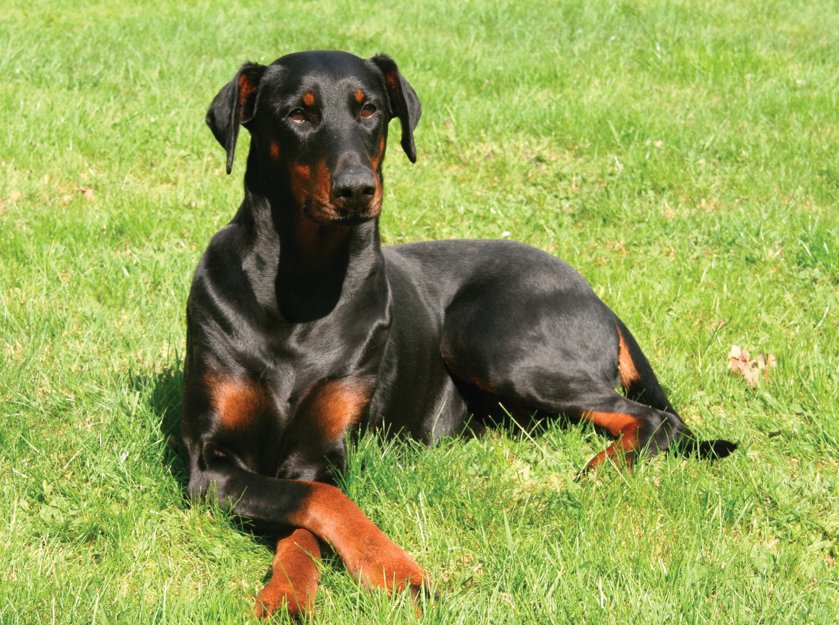 Animal Doberman Pictures - Doberman Pinscher - HD Wallpaper 