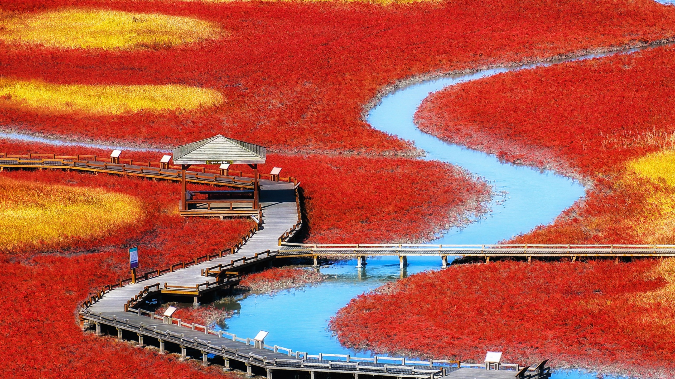 Salicornia Herbacea In Taepyung Salt Pond Tiger Seo - 2560x1440 Wallpaper - teahub.io