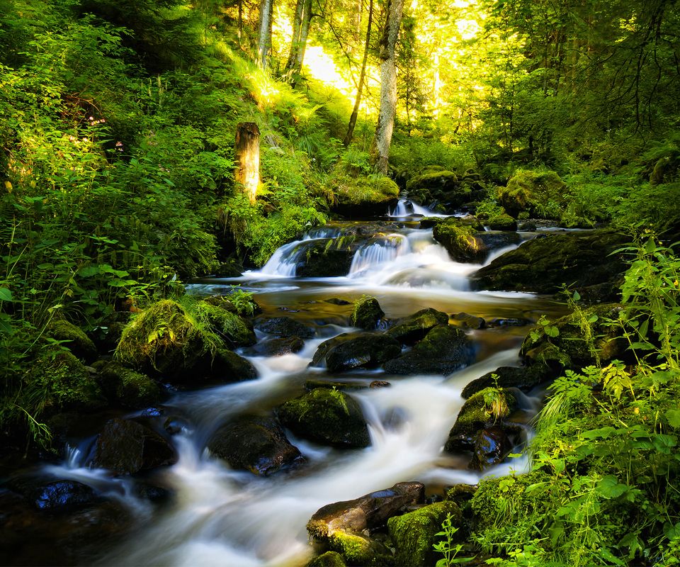 Nature Wallpapers Free Download For Mobile - River Through A Forest - HD Wallpaper 