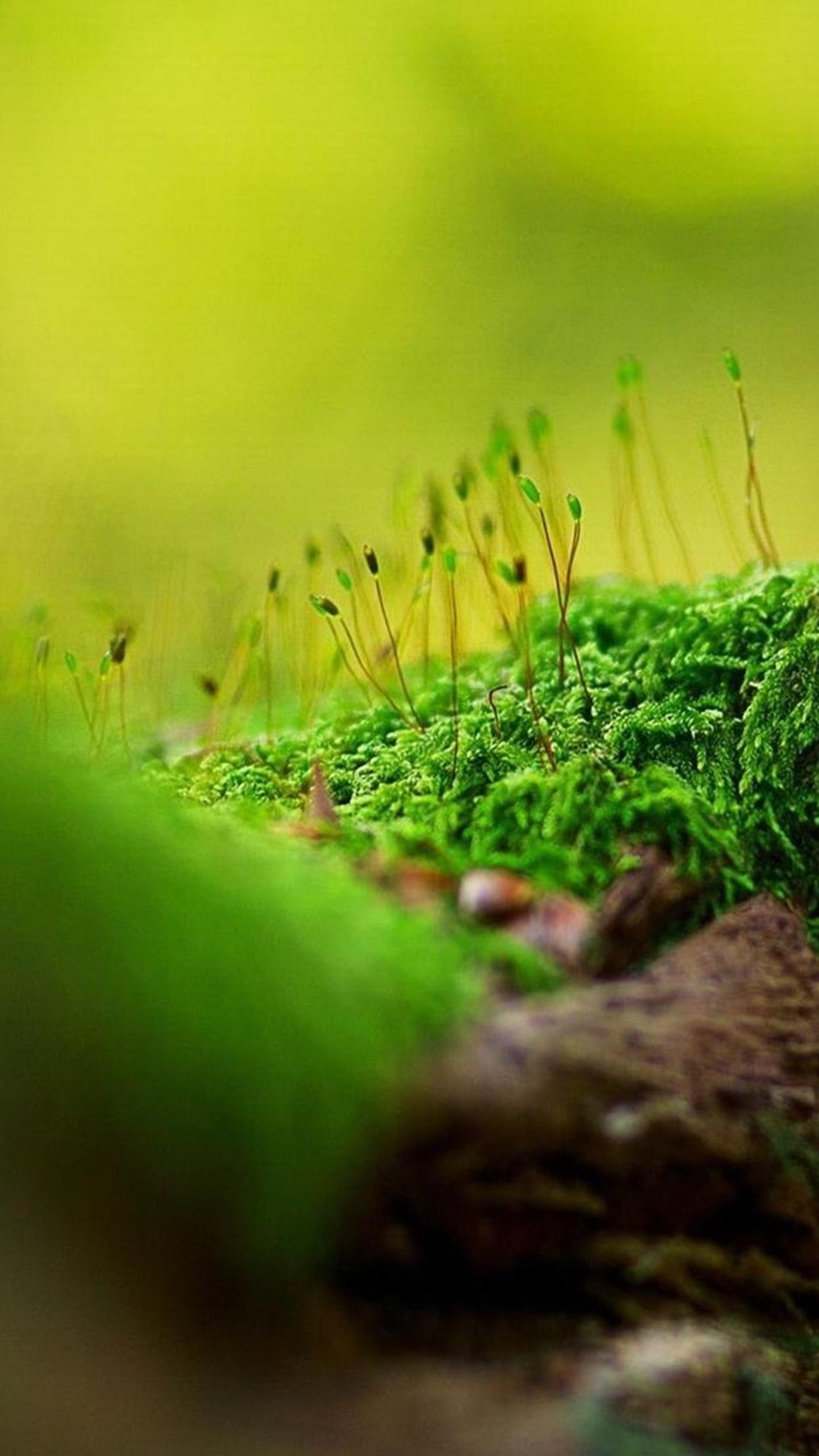 Hd Wallpaper Nature For Android - 1080x1920 Wallpaper - teahub.io