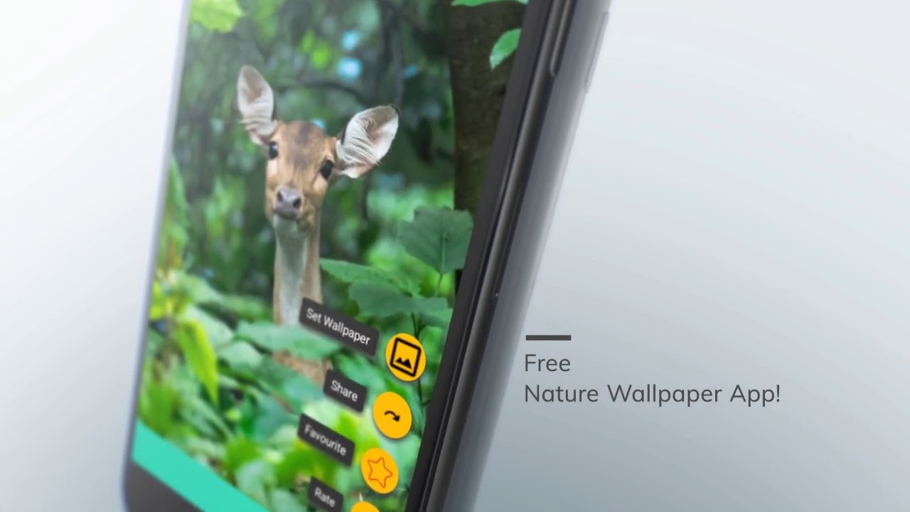Wildlife - HD Wallpaper 