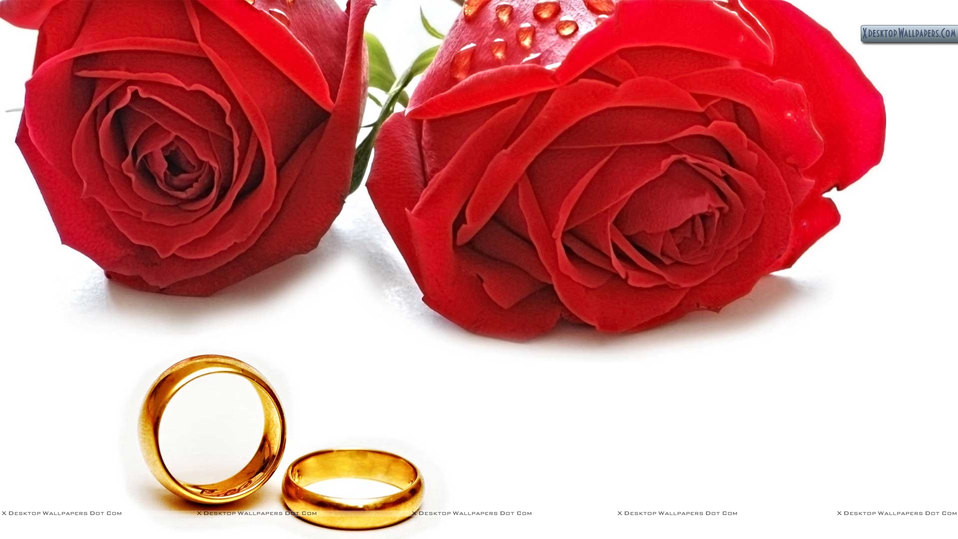 Red Roses And Wedding Rings - HD Wallpaper 