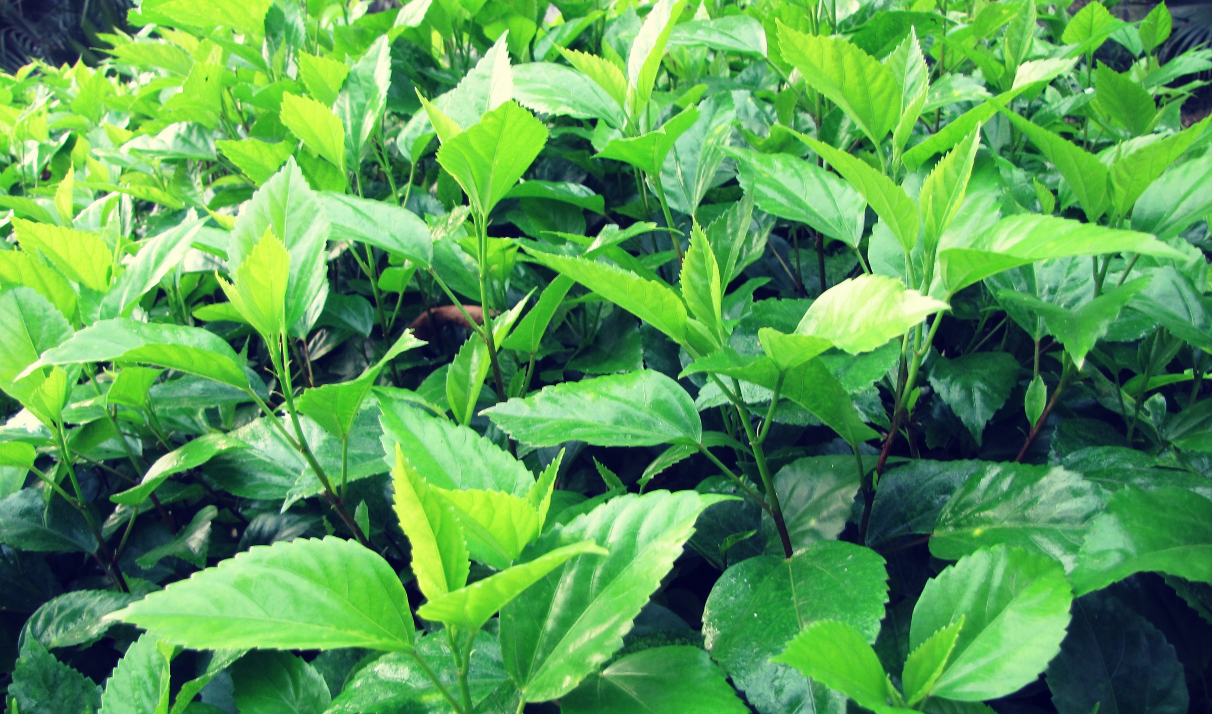 Wallpaper - HD Wallpaper 