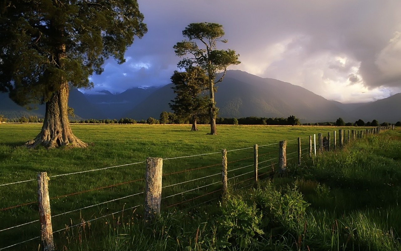 New Zealand Grass Field - HD Wallpaper 