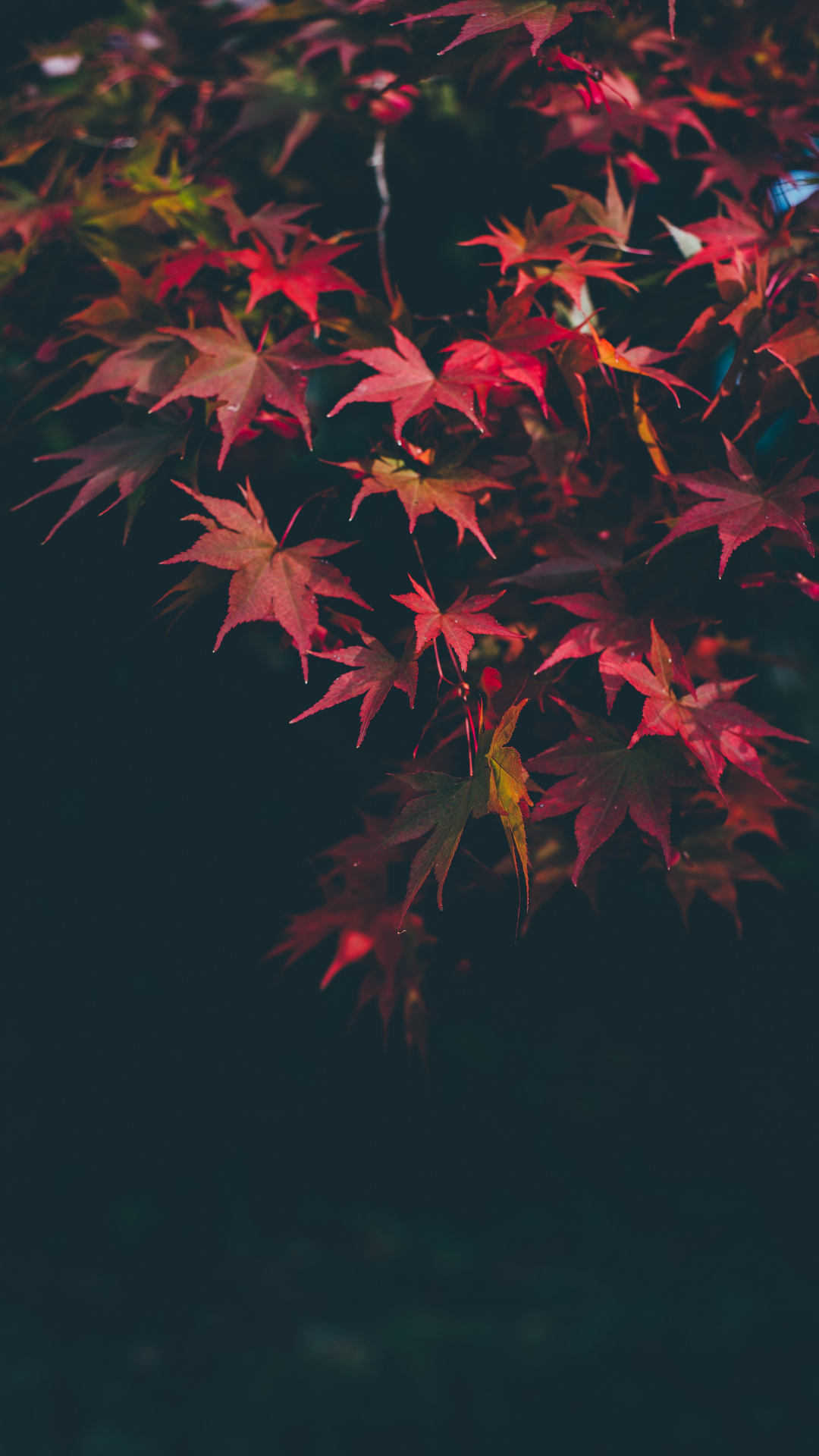 Red Autumnal Iphone Wallpaper - Hình Nền Lg V50 - HD Wallpaper 