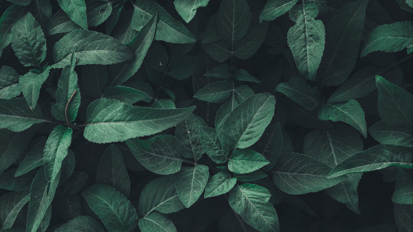 Featured image of post Aesthetic Leaves Background Hd : Search your top hd images for your phone, desktop or website.