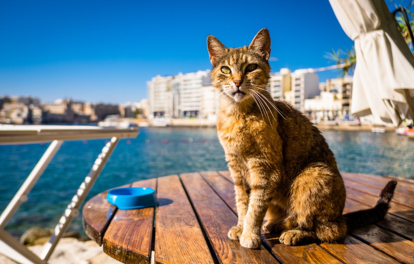 Photo Wallpaper Cat, Background, Kota - Tabby Cat - HD Wallpaper 