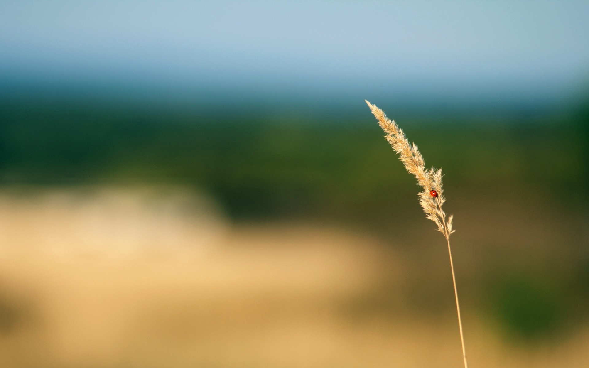 Wallpaper Grass, Blur, Background, Plant - Wallpaper - HD Wallpaper 