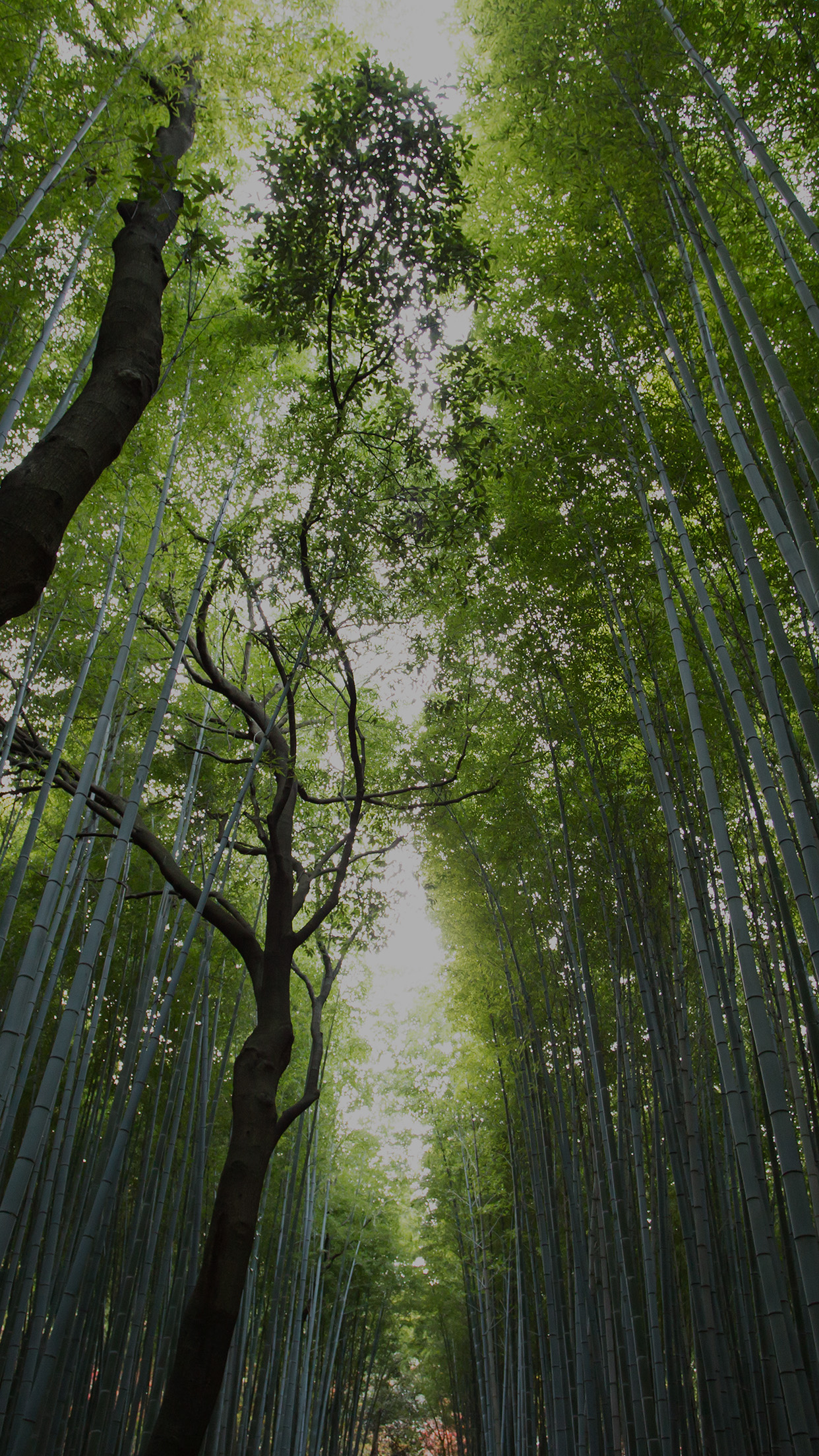 Tree Walk Street Nature Mountain Air Android Wallpaper - Iphone 6 Backgrounds Nature - HD Wallpaper 