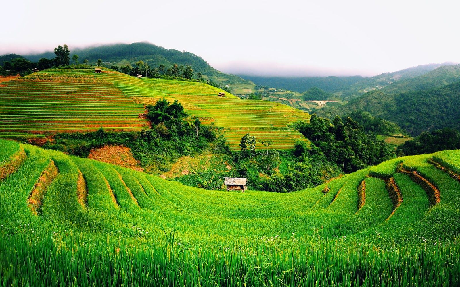 Vietnam Rice Fields - HD Wallpaper 