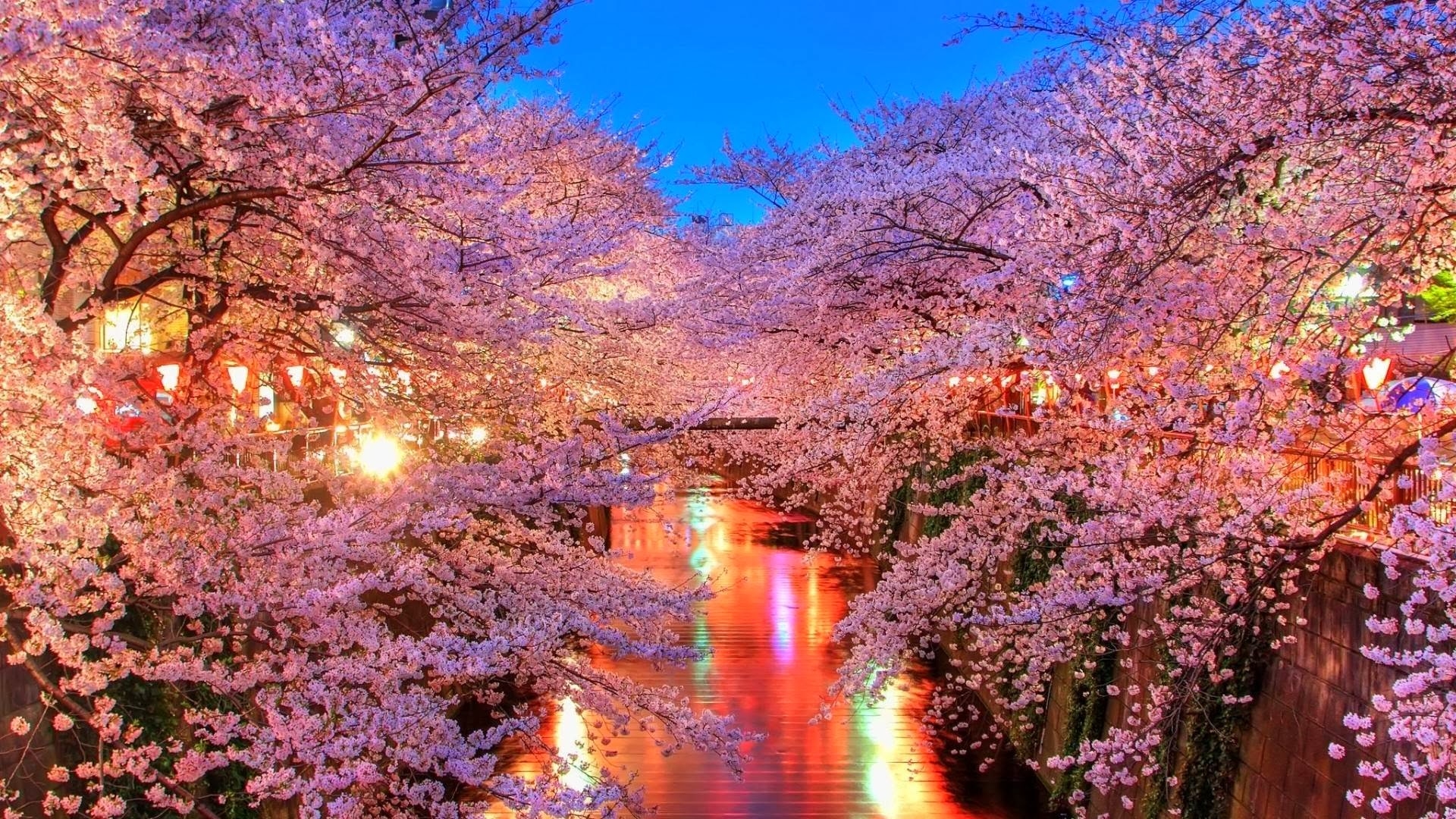 Japan Hd Images - Cherry Blossom Wallpaper Desktop - HD Wallpaper 