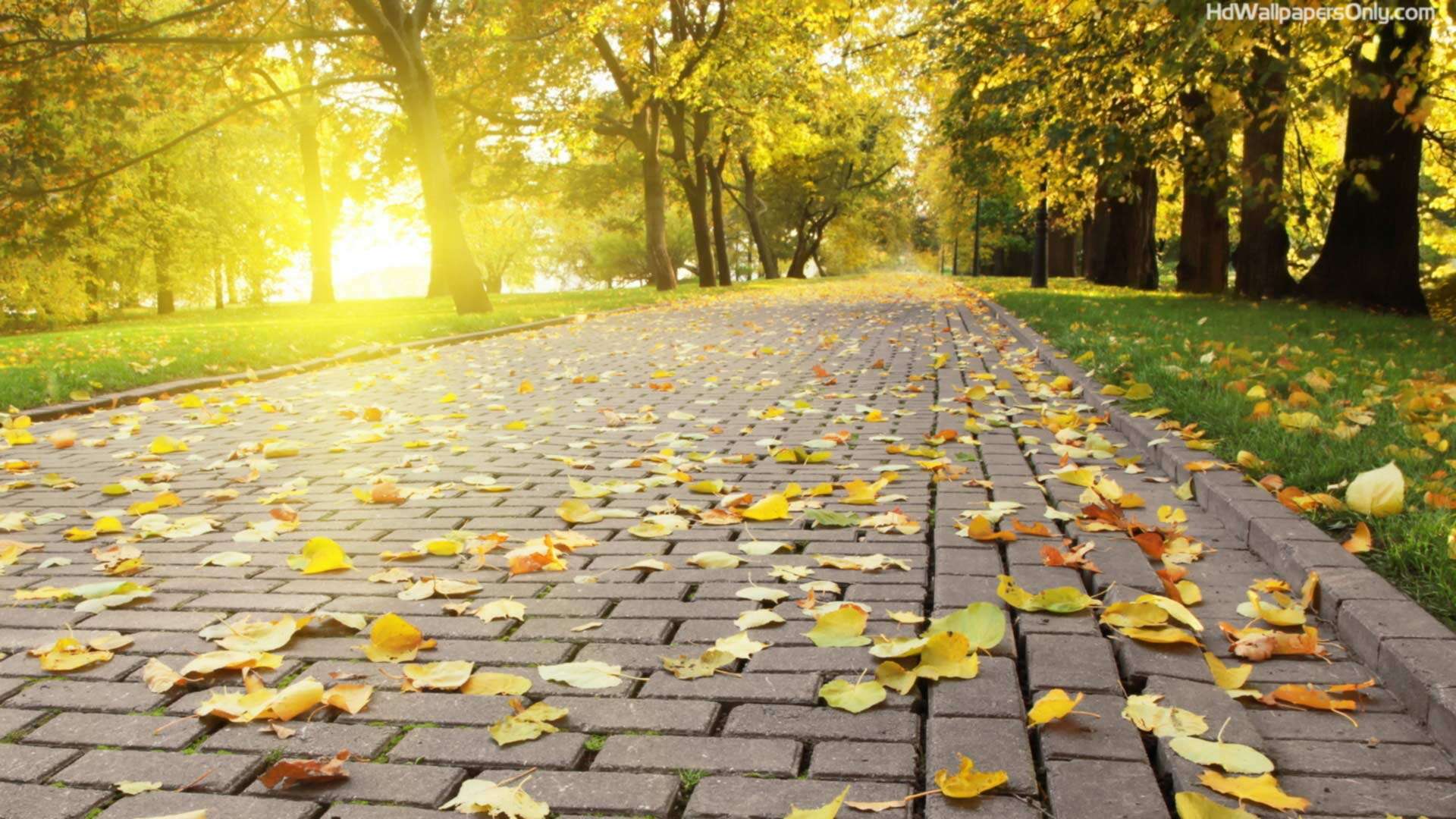 Good Nature Wallpapers Hd - Full Hd Background Wallpaper Downloaded - HD Wallpaper 
