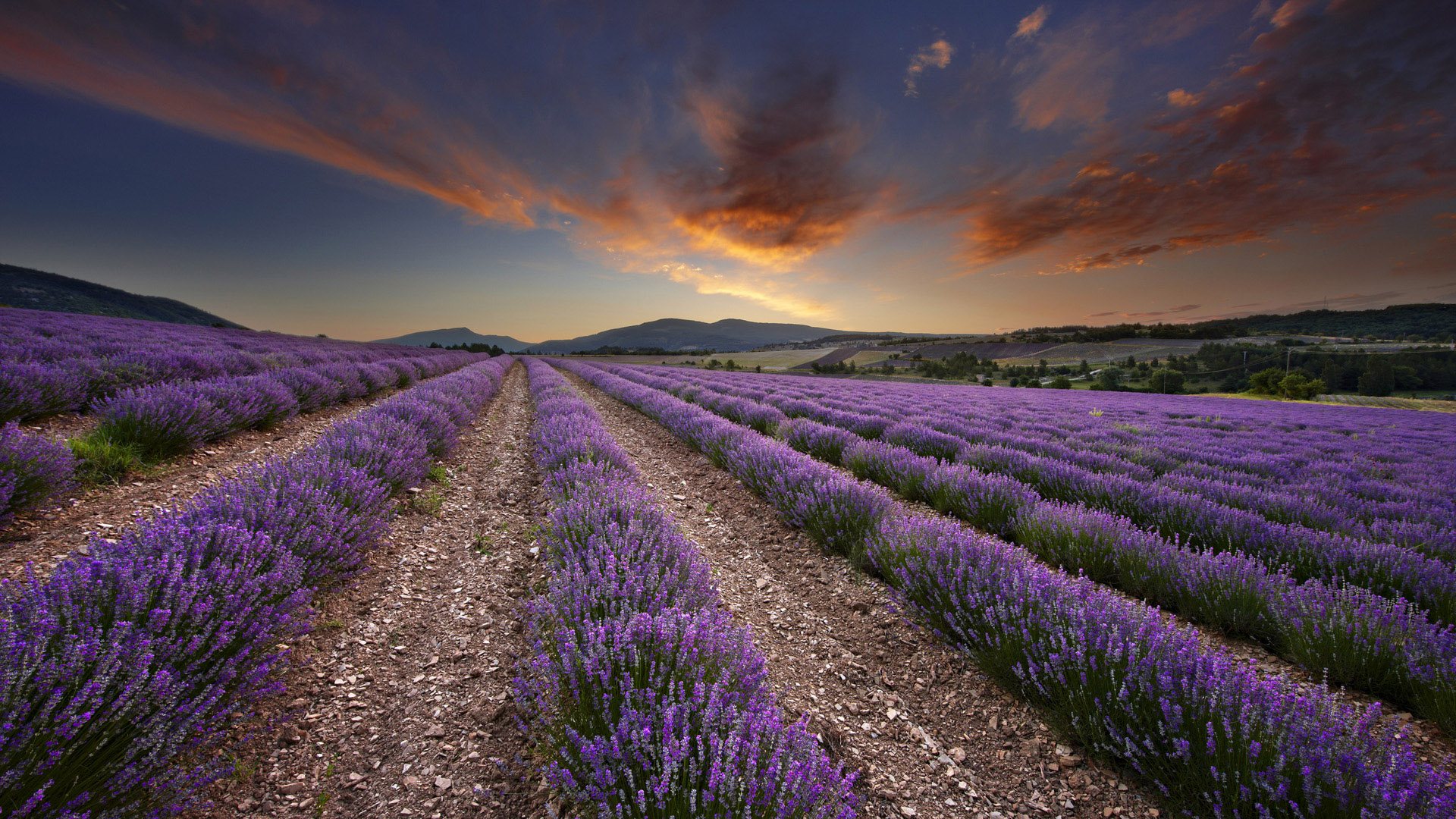 Hd Scenery Wallpaper - Lavender Fields Grand Junction - HD Wallpaper 