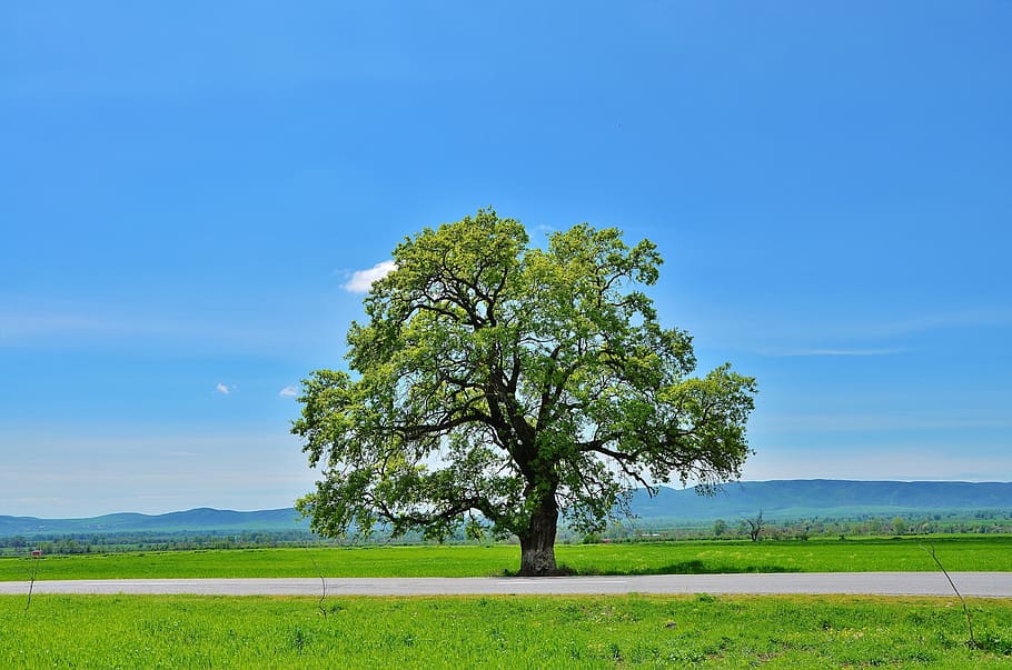 Green Tree Under Cloudless Sky, Mountain, Natur, Landscape, - Somos Parte De La Naturaleza - HD Wallpaper 