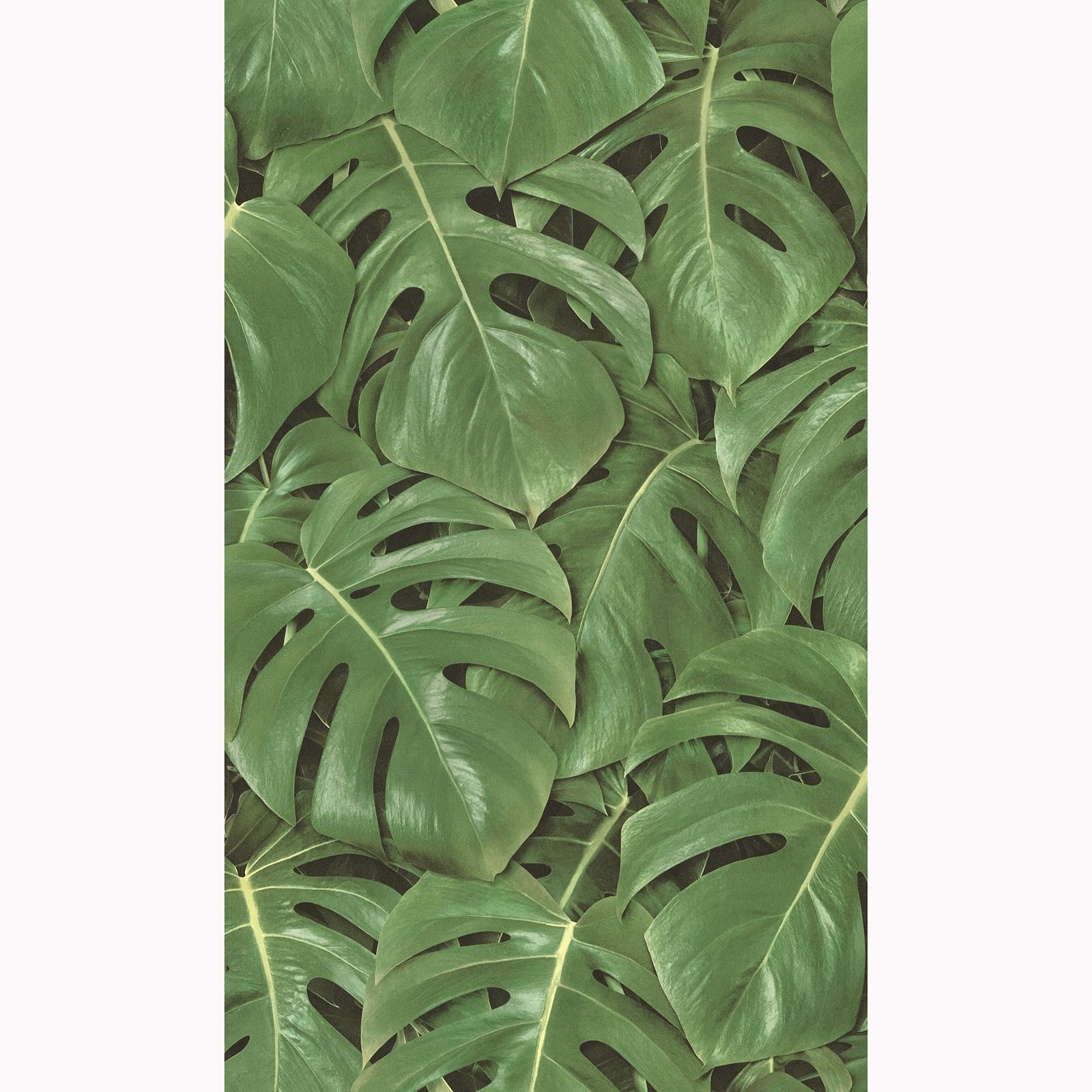 Rasch Freundin - HD Wallpaper 