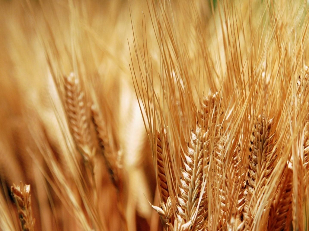 Desktop Themes Wallpaper - Barley Iran - HD Wallpaper 