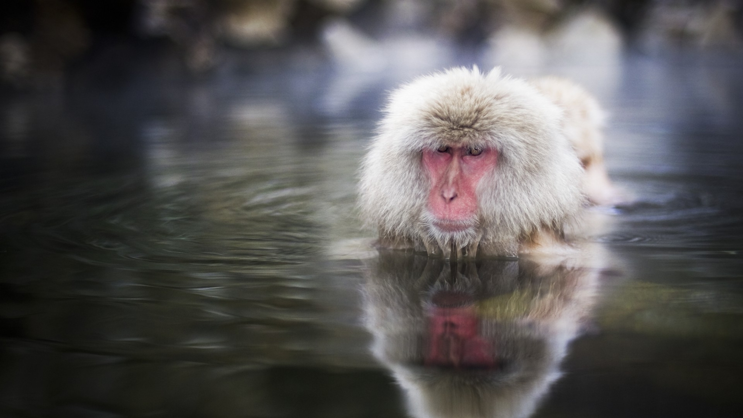 Snow Monkey Japan Hd Wallpaper - Snow Monkey - HD Wallpaper 