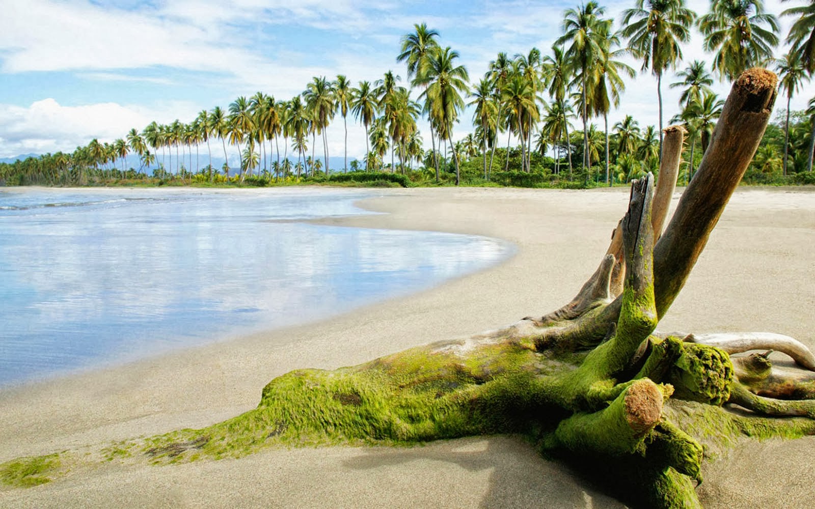 Beach With Coconut Trees - HD Wallpaper 