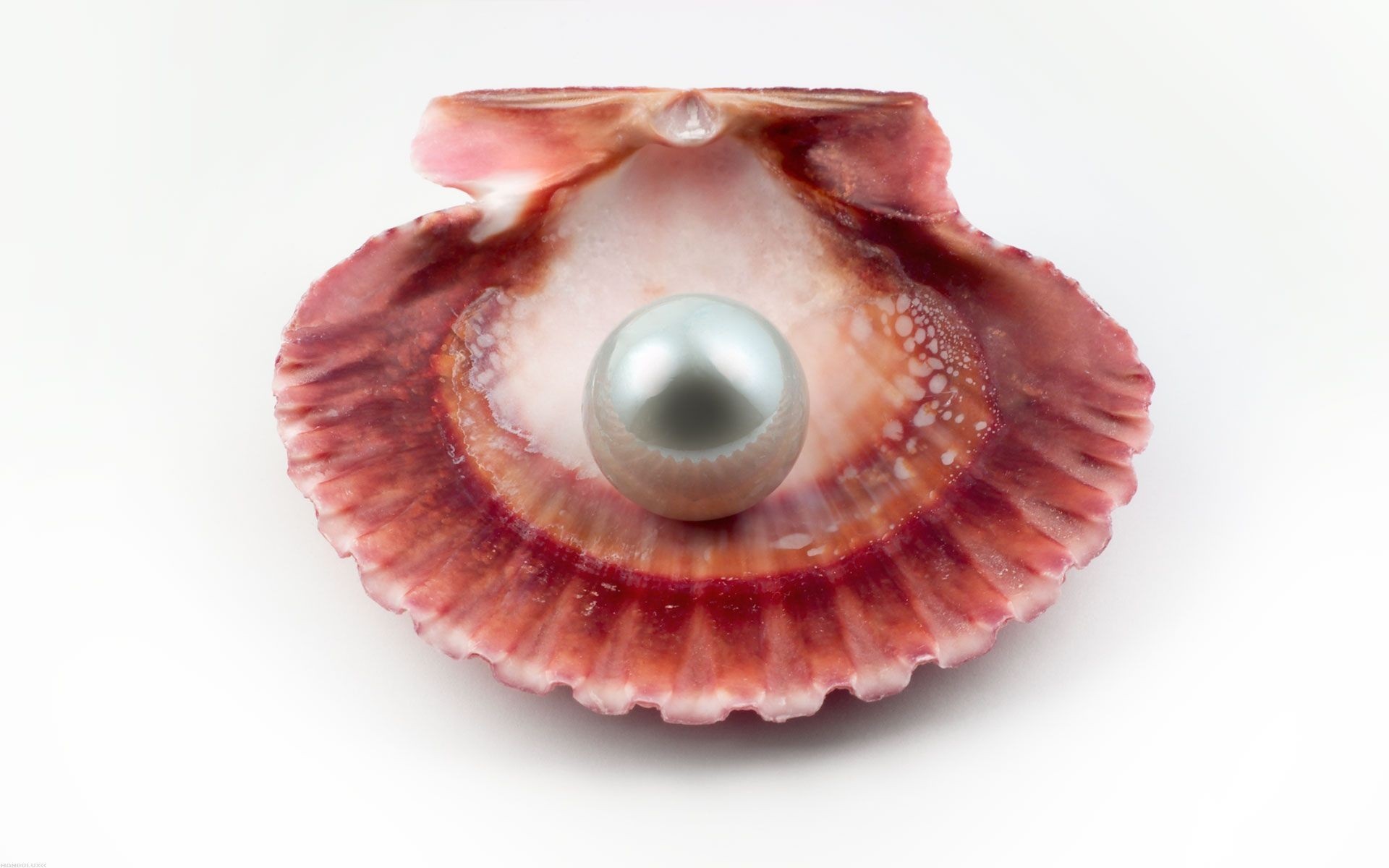 Shell With Pearl - HD Wallpaper 