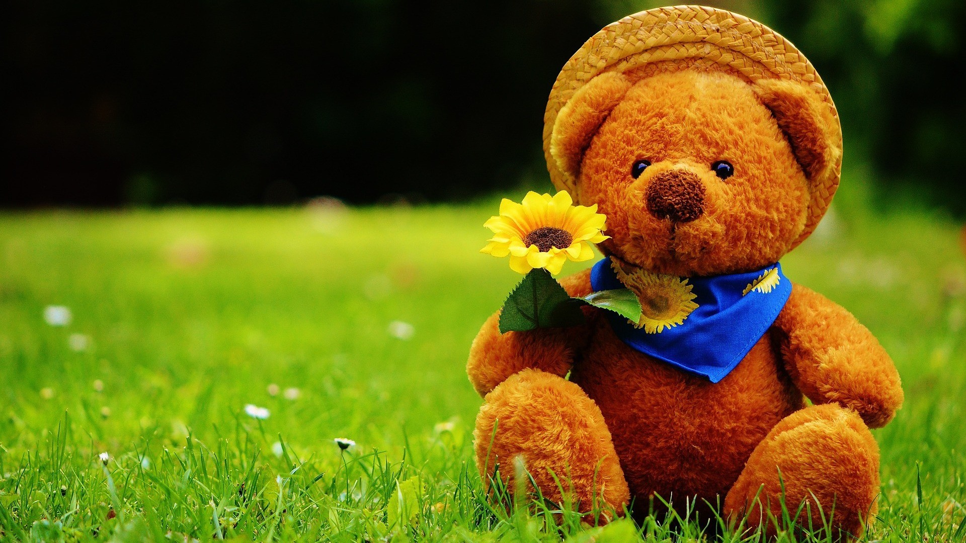 Computer Wallpapers Cute Teddy Bear With Image Resolution - Day I Met You -  1920x1080 Wallpaper 