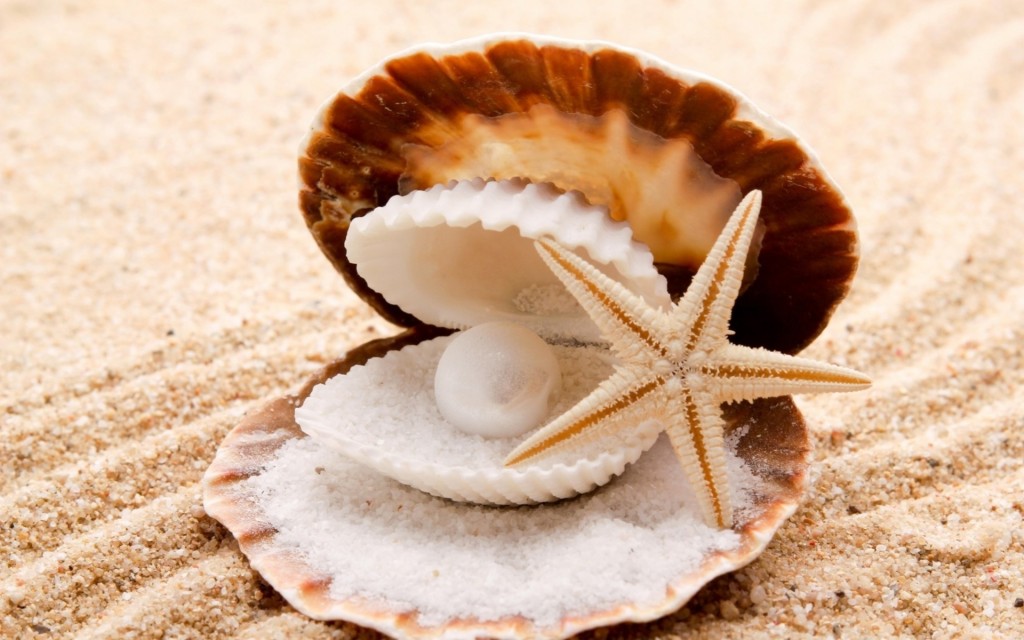 Seashells Hd - HD Wallpaper 