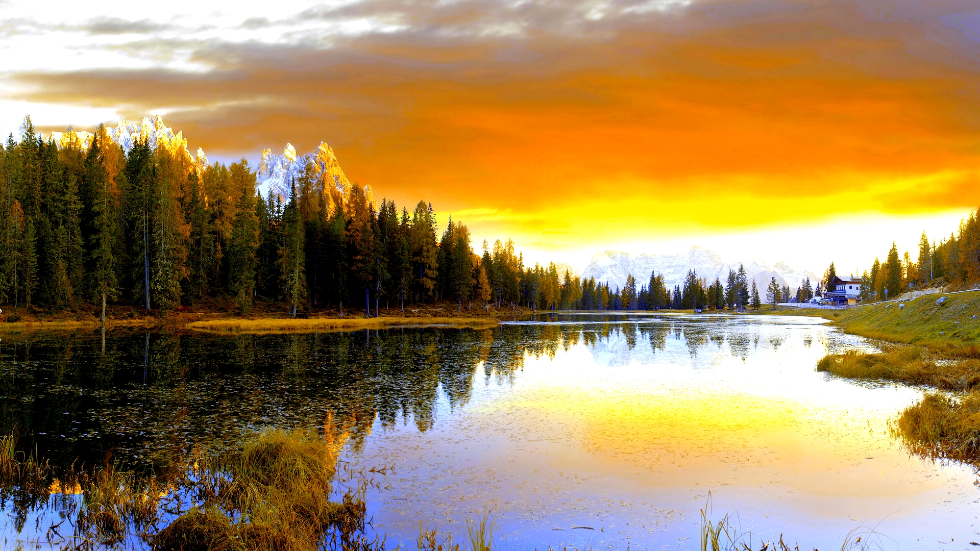 Preview Pretty Pine Forest Wallpaper - HD Wallpaper 