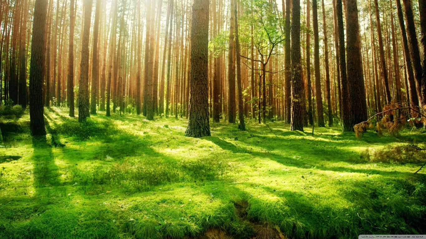 Desktop Background Forest - HD Wallpaper 