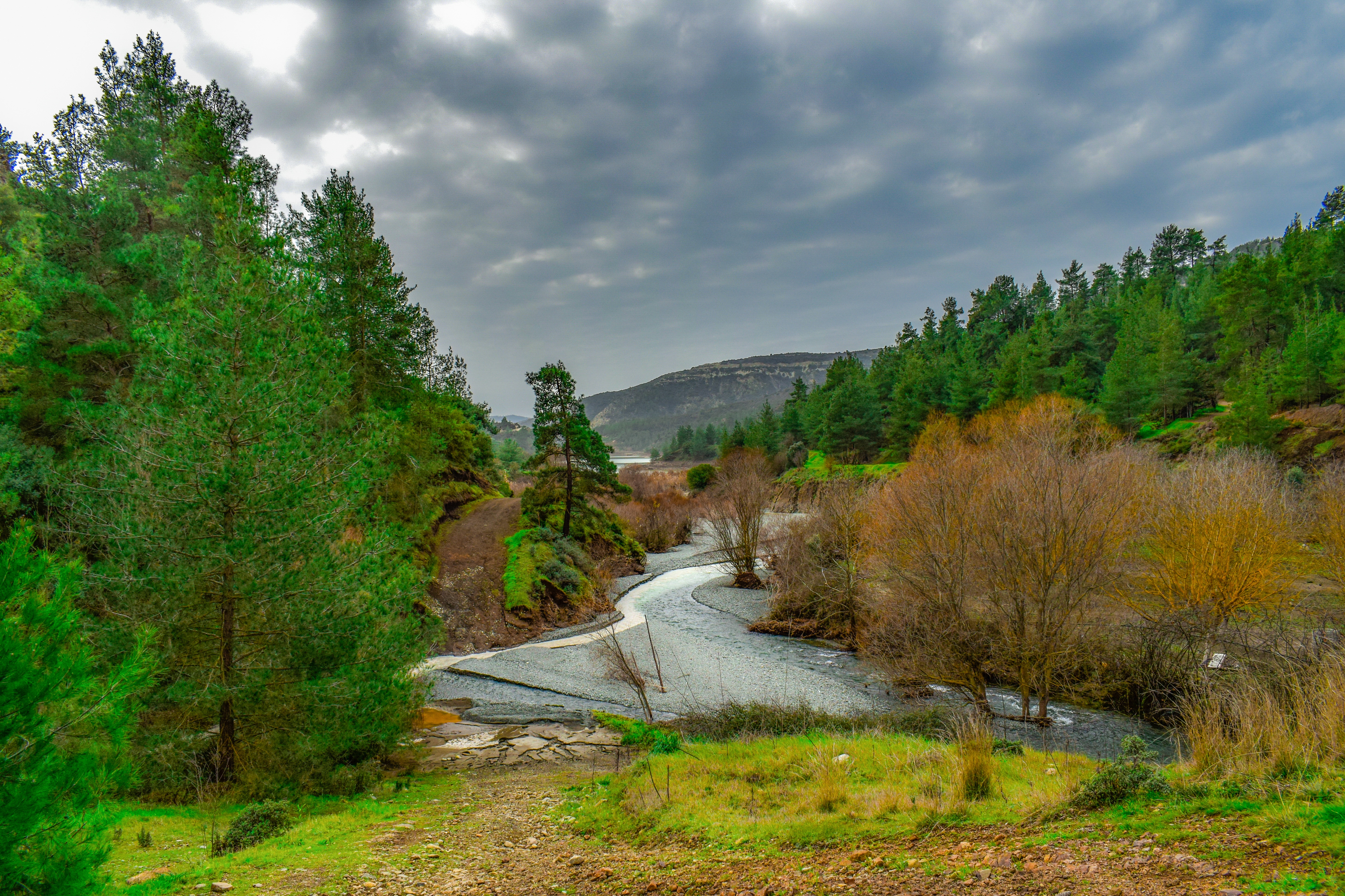 Spruce - HD Wallpaper 