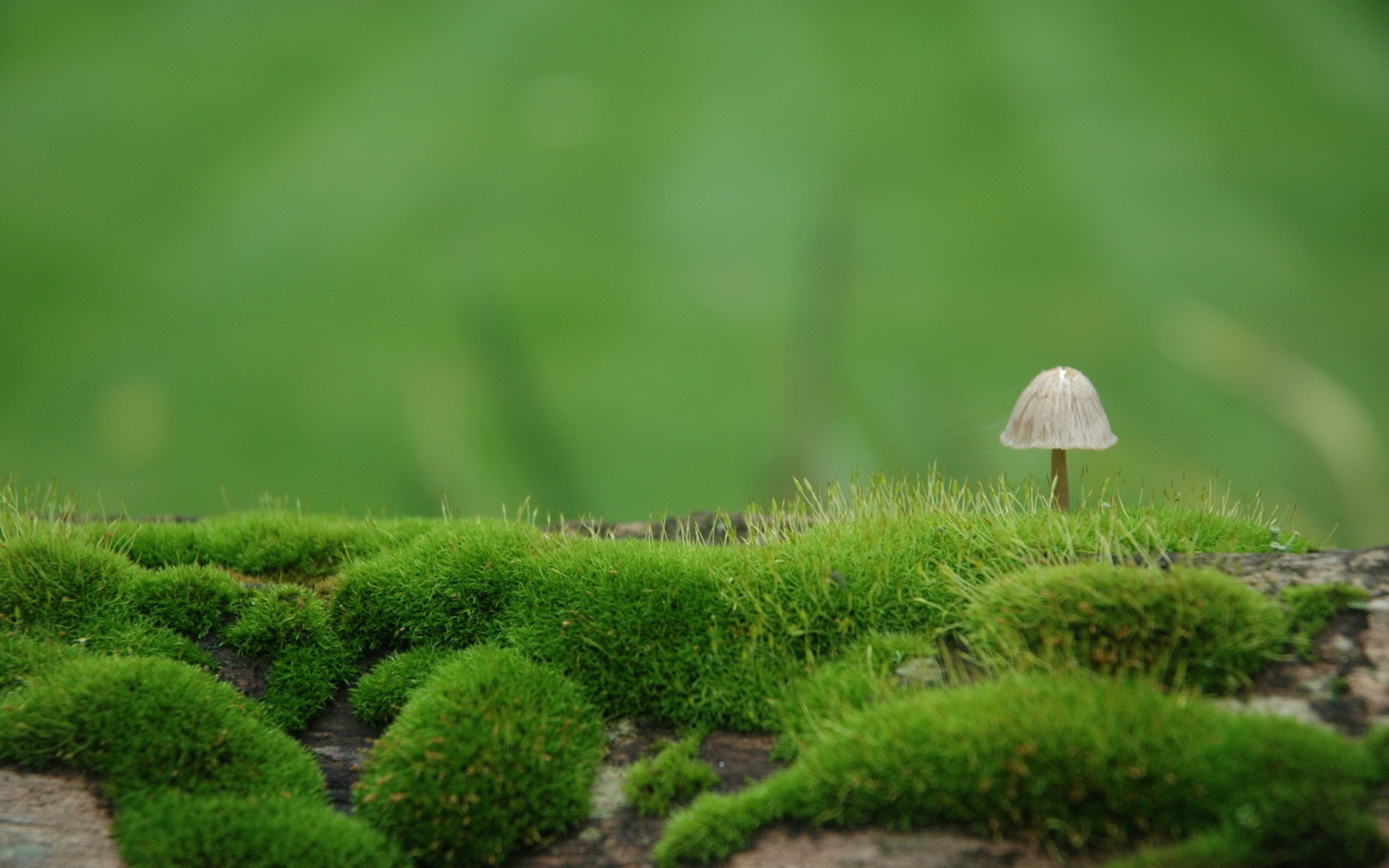 Plant Hd Wallpapers - Moss Desktop Background - HD Wallpaper 